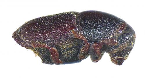 Scolytus intricatus